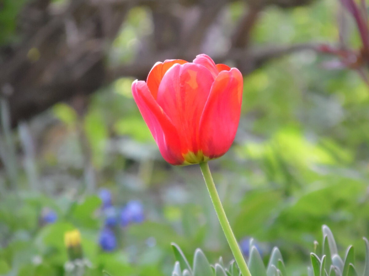 Тюльпаны цветут... Луковицы мы не выкапываем. Растут по всему участку уже как дикие.