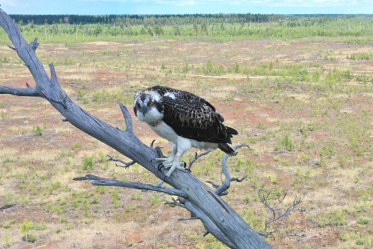  ГБУ ВО "Дирекция ООПТ".