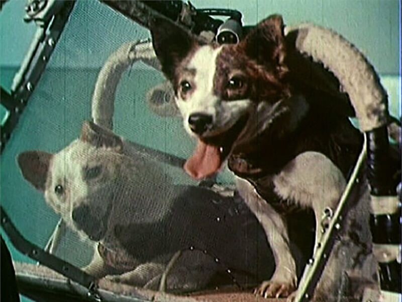 Сколько собак летало в космос. Белка и стрелка 1960 год. Полёт белки и стрелки в космос. Первые собаки космонавты белка и стрелка. Собаки в космосе елка и стрелка.