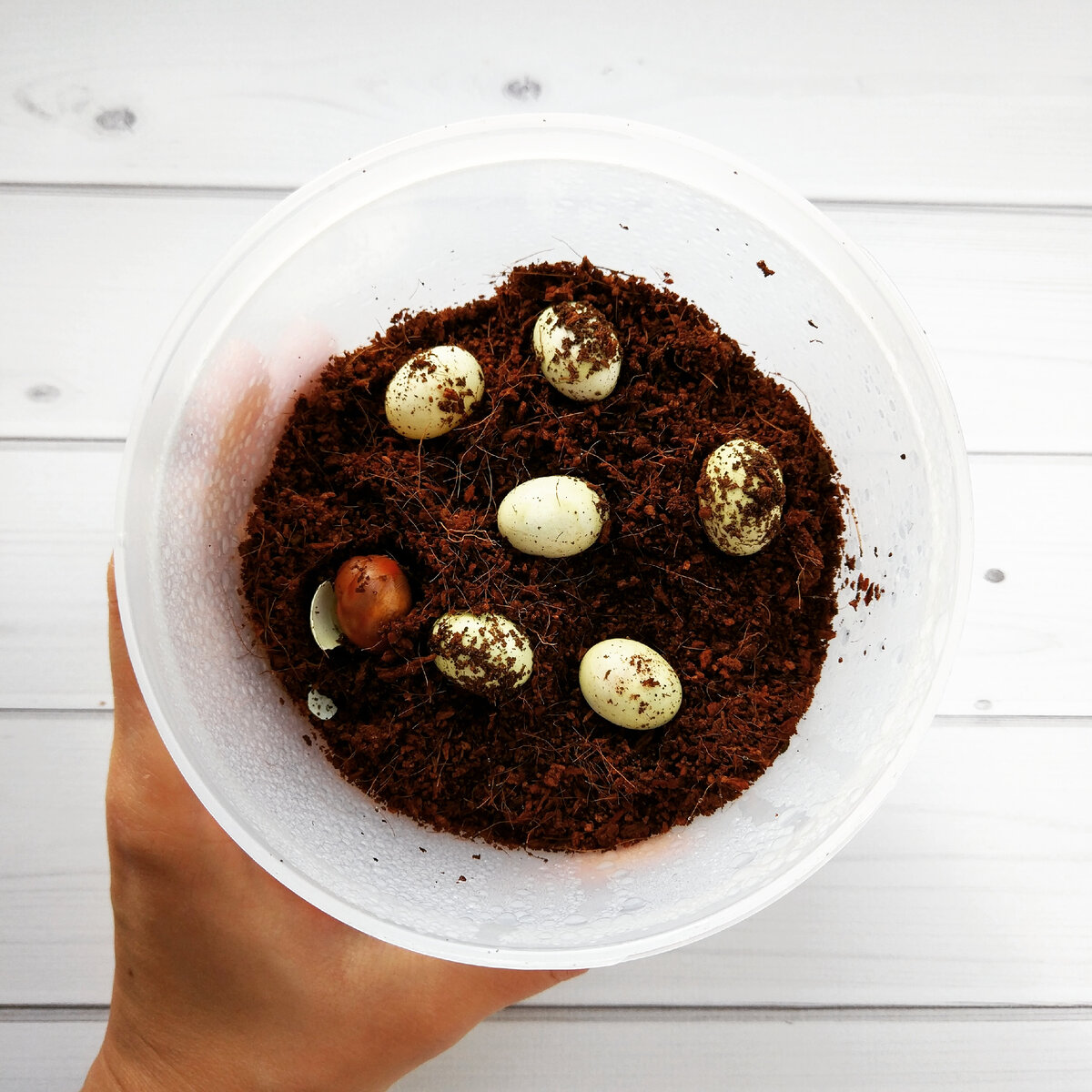 Яйца овума и один вылупившийся улитенок.