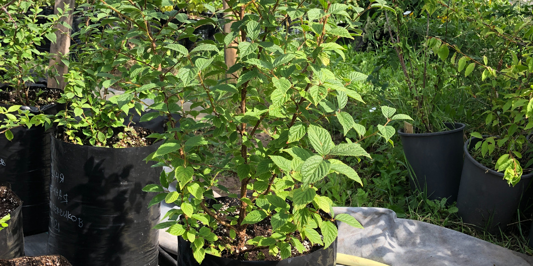 Саженцы Вишни Войлочной + Гены Персиков Возраст 1,5 года.