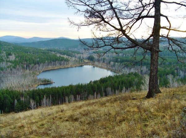 Copacii lipsiți de frunziș cresc adesea în jurul lacurilor fără viață.  Fiți atenți la copacii care cresc lângă lac.  Ciudat, nu?