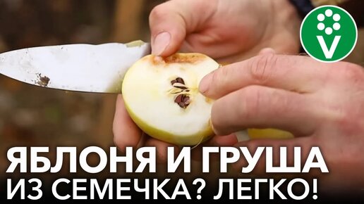 Как вырастить яблоню и грушу из семечка? Пошаговые рекомендации от опытного садовода