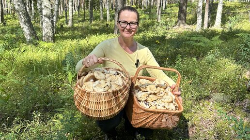 Чудо чудное, диво дивное! Охота на груздь костромской. Встреча с ядовитой гадюкой - ШОК! И море! Нет, не море - океан груздей настоящих!