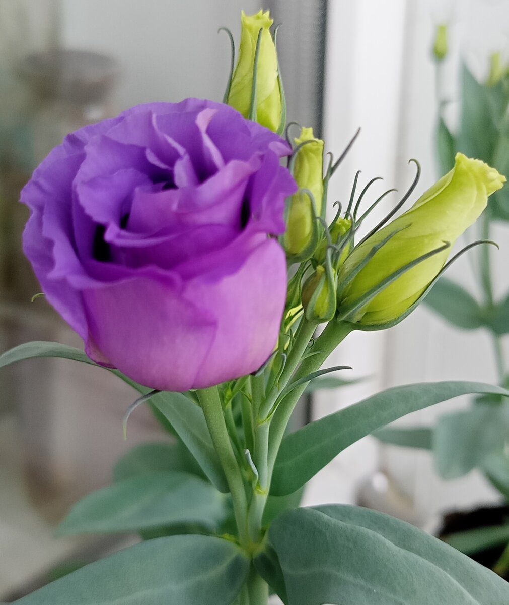 Еще чуть-чуть, и раскроется. Фотография Цветы вокруг нас