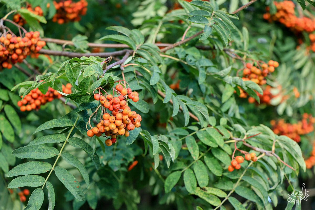 Дрозды уже вовсю лакомятся ягодами