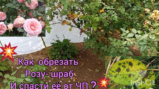 Как подрезать розы чтобы дольше стояли