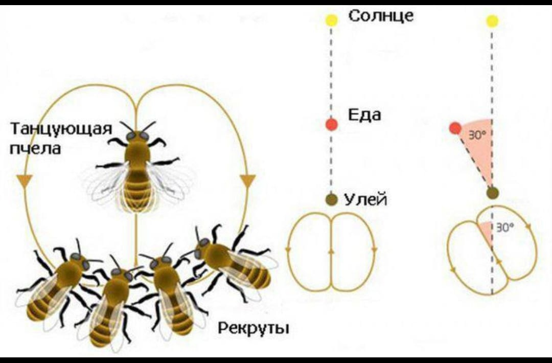 Танцуй как пчела. Танец пчелы разведчицы схема. Танец пчелы разведчицы. Язык танца пчел. Виляющий танец пчел.