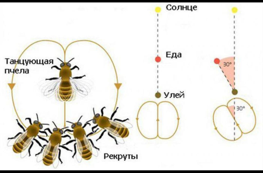 Движения пчел. Танец пчел схема. Танец пчел в улье. Язык танца пчел. Пчела танцует.