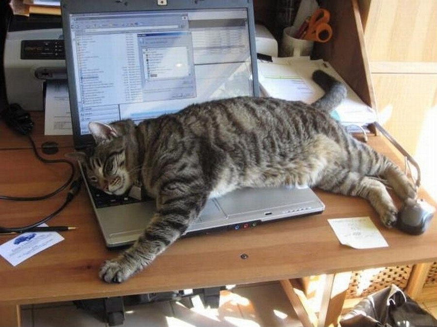 Кошка бухгалтер. Кот с ноутбуком. Коты прикольные про работу. Кошка за компьютером. Котик с компьютером.