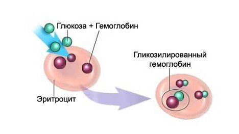 Процесс образования гликированного (гликозилированного) гемоглобина.