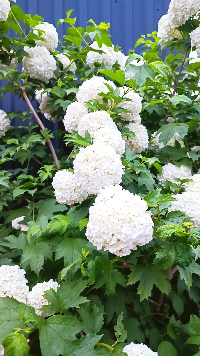 Обожаю калину бульженеж во время цветения 💓