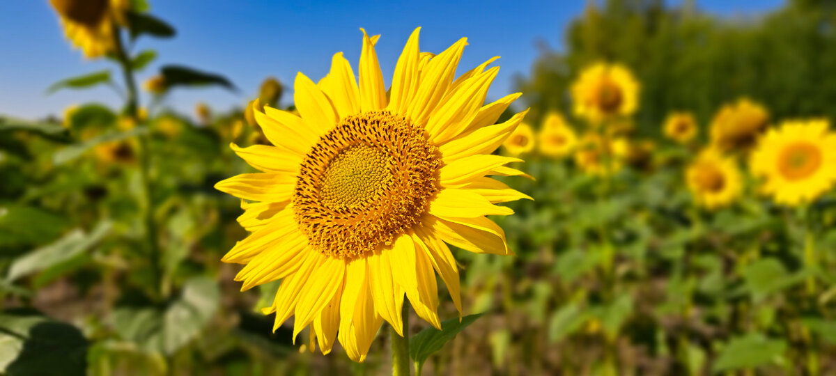 Красавцы подсолнухи