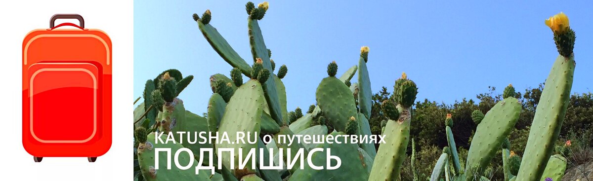 Кактусы опунции на Мальте / фото автора