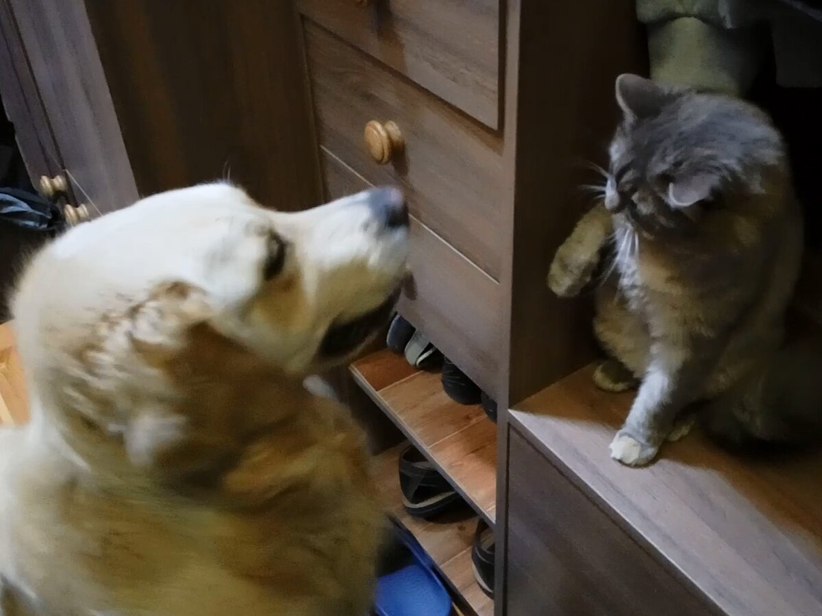 "Не лезь!"
