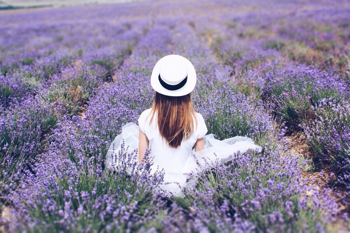 Лавандовое поле, Крым