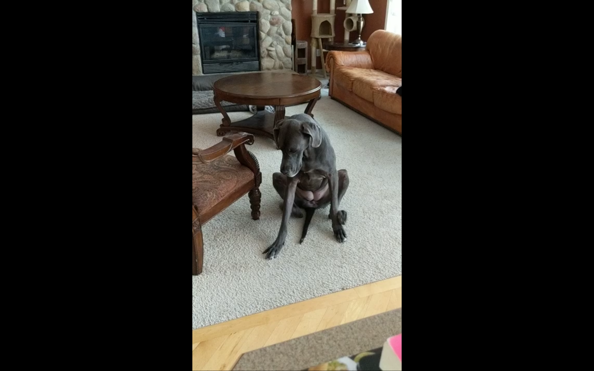 Кадр видео youtube.com/ViralHog