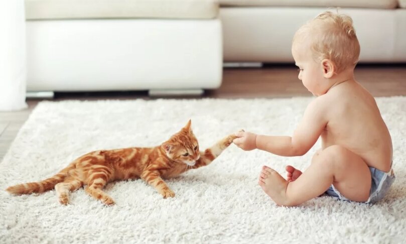 Кошки и дети