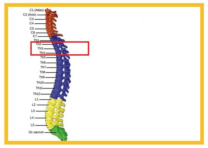 3 2 l 4. Позвонок th12. Th12 l1 позвонки. Th11 th12 позвоночника. Th 11 12 позвонки.