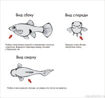 Беременная самка Гуппи.