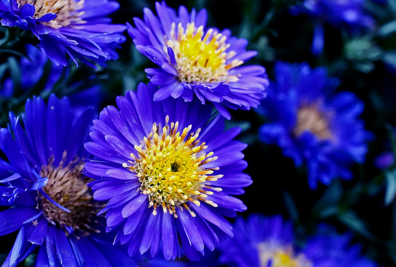 Астра Aster coloradoensis