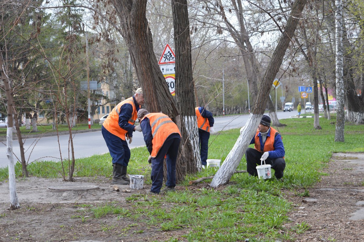 Побелка деревьев в парке