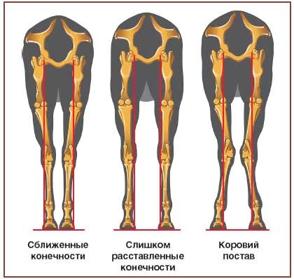 Статьи, Как рассматривать стати лошади? | teplovizor-v-arendu.ru