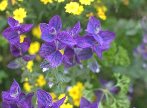 Сальвия и желтая садовая ромашка