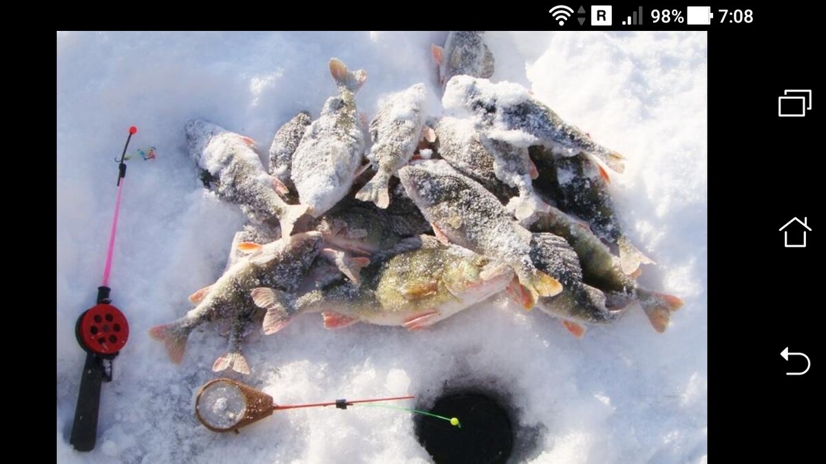 Ловля окуня зимой. Окунь зимой на спиннинг. Окунь последний лед. Окунь по последнему льду. Огромные окуни по последнему льду.