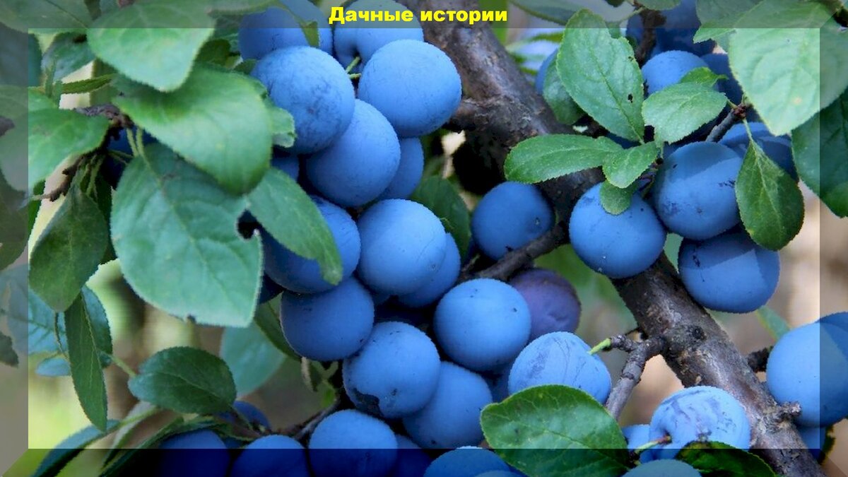 https://vk.com/photo-159774511_456241482
