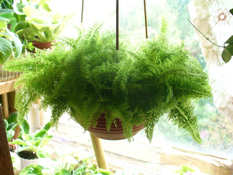 Папоротник в доме