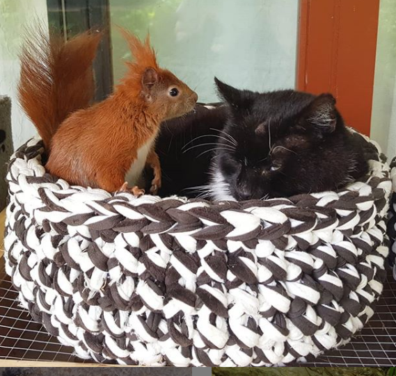 https://www.instagram.com/tintin_the_squirrel/