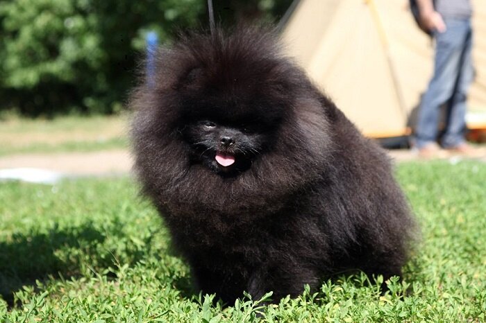 После использования человечего шампуня. Бррррр