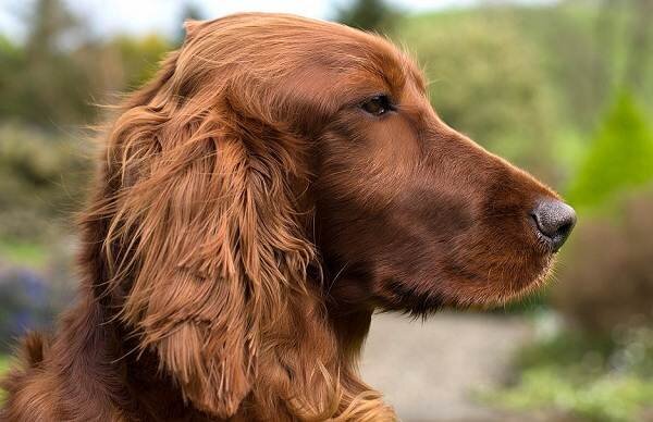 Содержание и уход за собаками породы ирландский сеттер | Givotniymir.ru |  Дзен