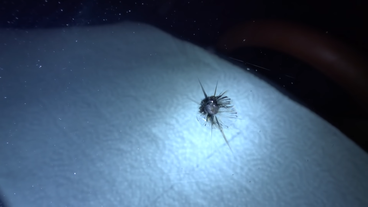 Источник фото: youtube.com/watch?v=DOghUIcYxEE