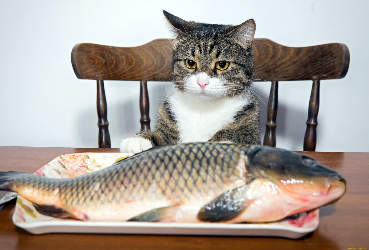 Рыба в рационе кошек: советы ветеринара