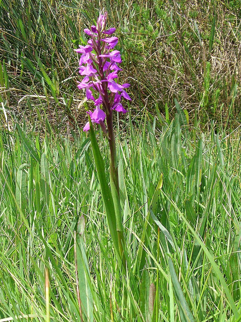 8 самых ценных растений на Суджукской косе в Новороссийске | Дикий Юг ...