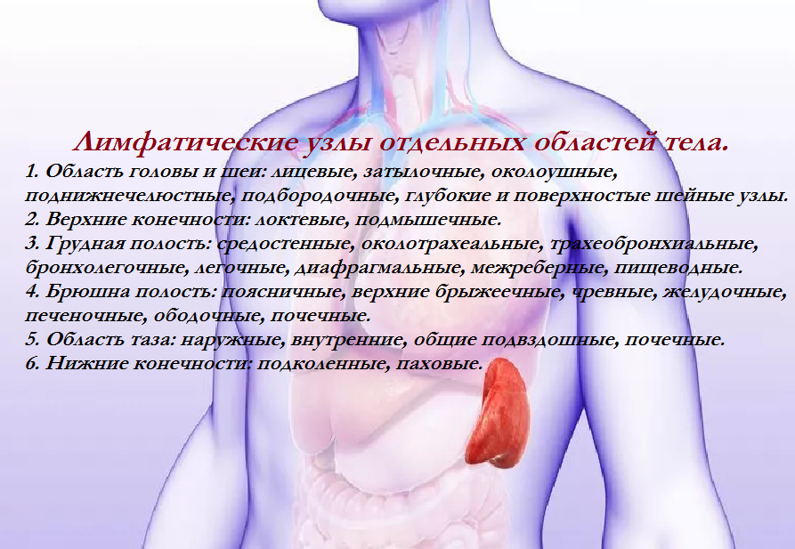 Селезенка у женщин. Функция селезёнки в человеческом организме. Сосуды селезенки.