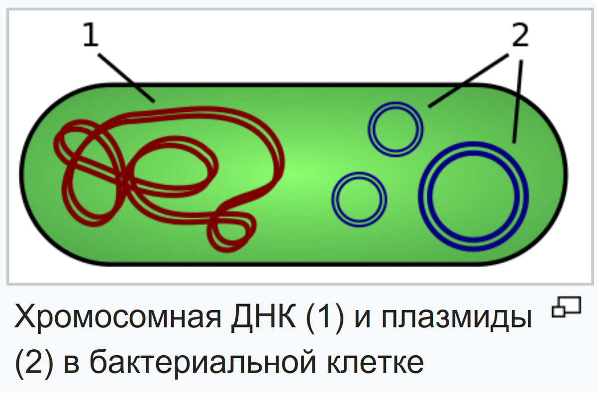 Днк бактериальной клетки