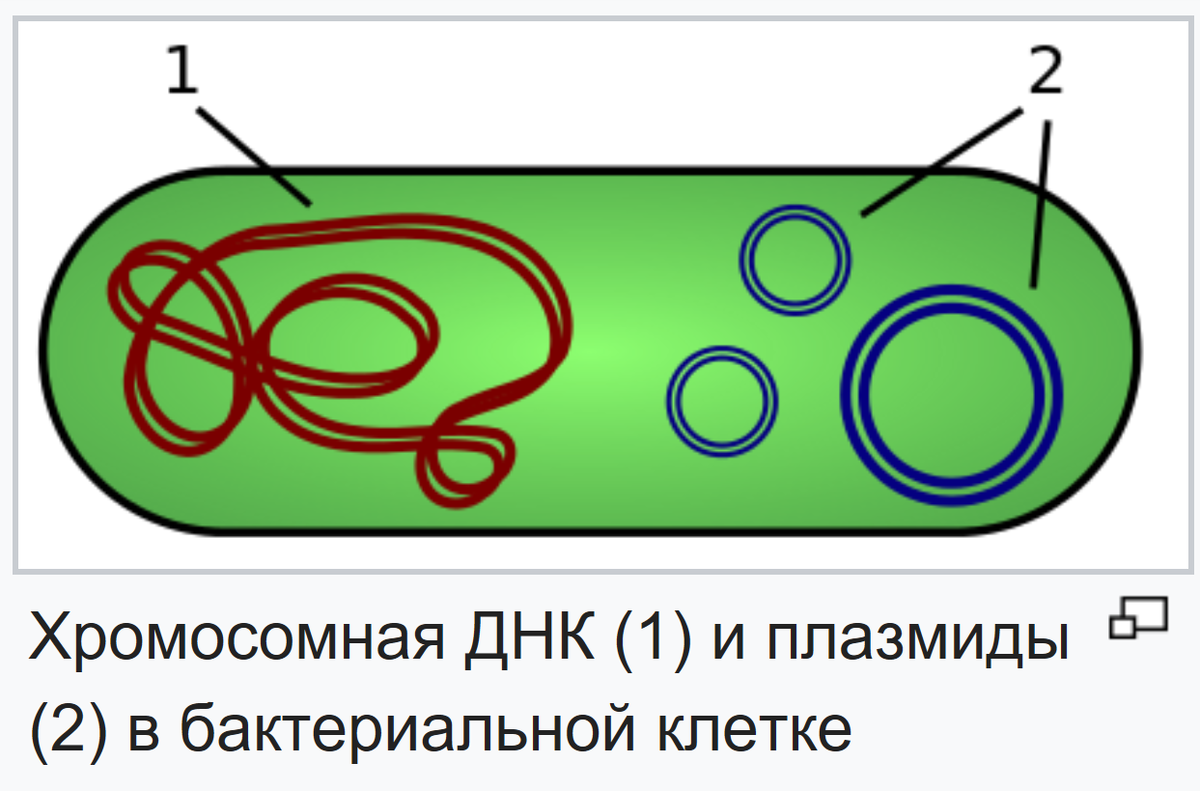 Плазмида кольцевая днк