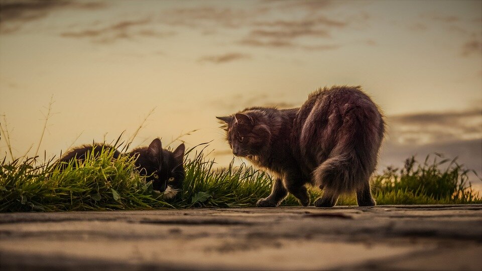 Наши защитники - коты и кошки (фото Pixabay.com)