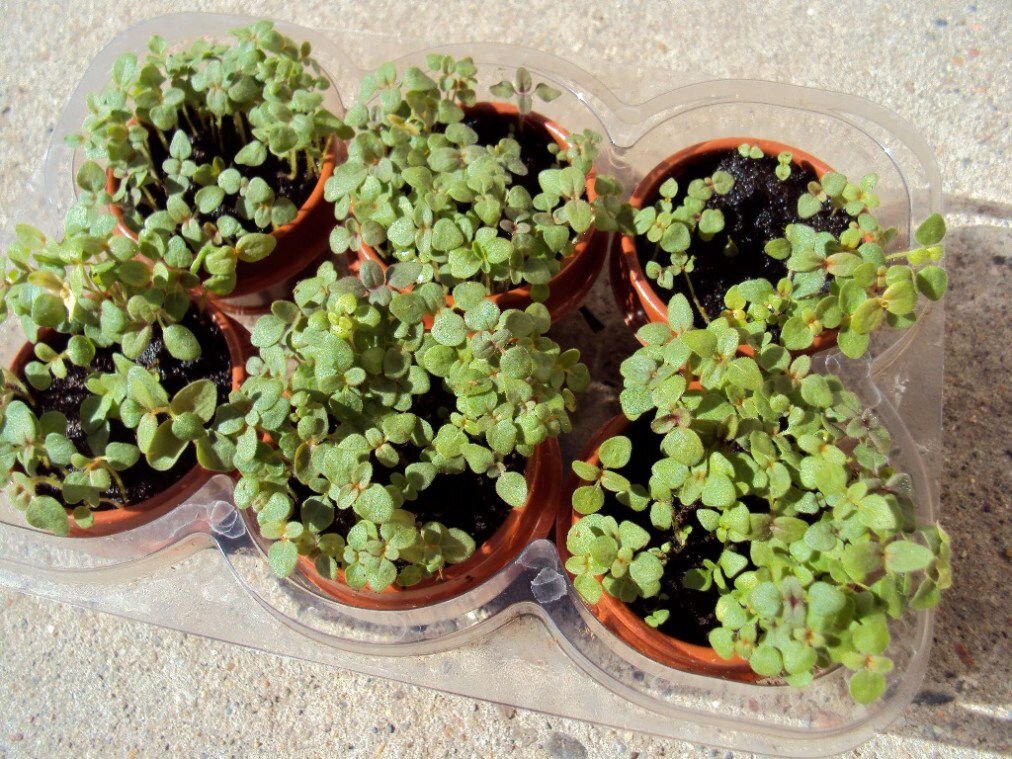 Рассада львиного зева в домашних условиях