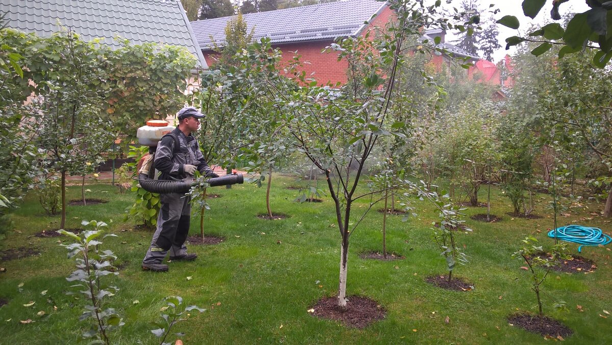 Опрыскивание яблонь. Опрыскивание сада. Обработка деревьев груши. Опрыскивание яблони. Обработка деревьев от вредителей.
