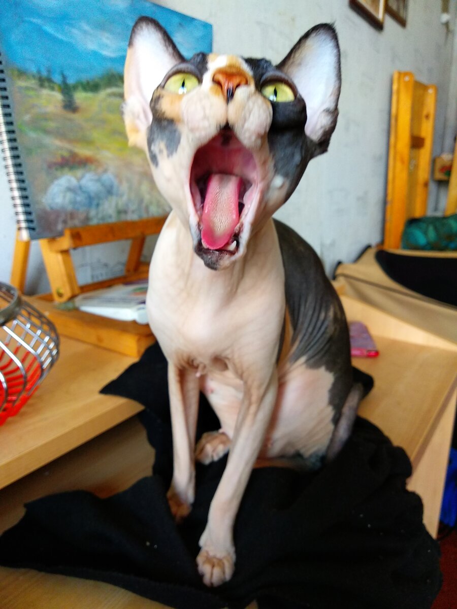 Ариадна. Думаете, зазевалась, и перепутала детишек?  Как бы не так! Они были такие  хорошенькие! 😜 