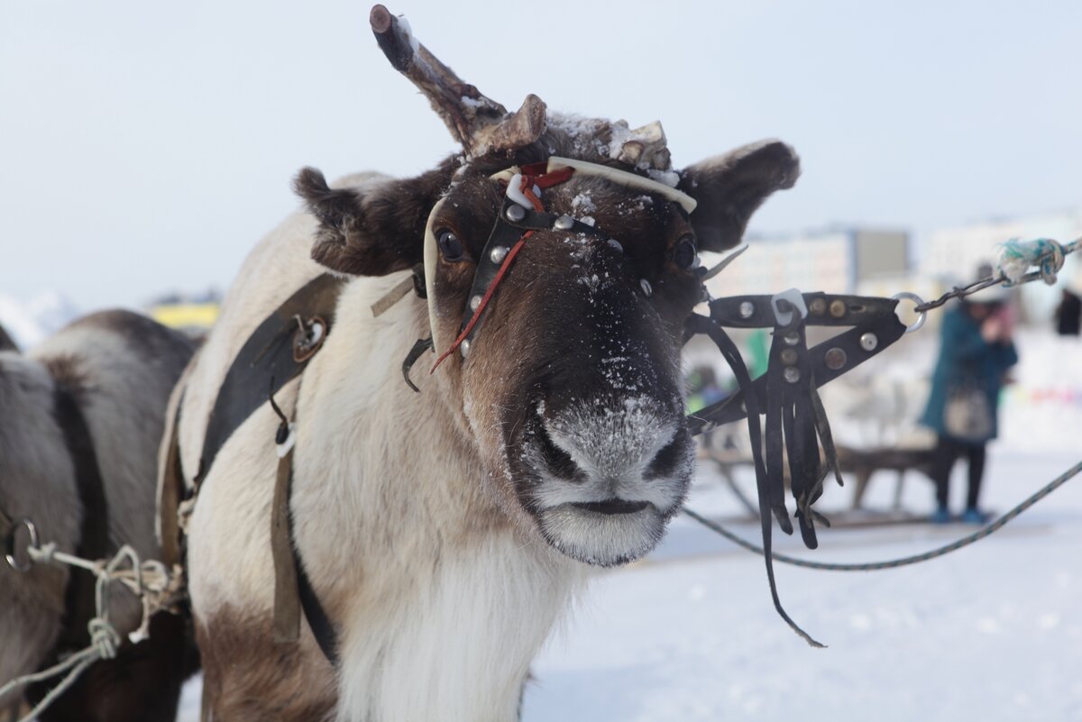 праздник народов севера в новом уренгое. праздник городов севера. праздник народов севера новый уренгой 2023. праздник народов севера новый уренгой 2023 году. праздники северных народов.