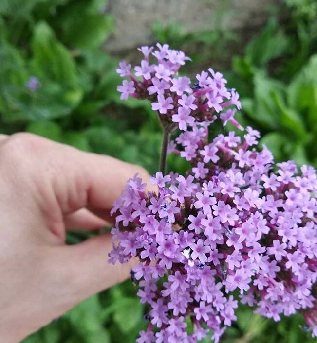 Вербена бонарская фото и описание