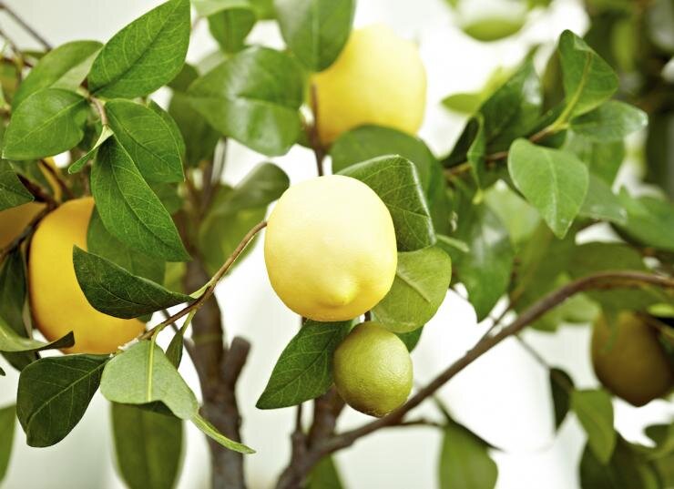 
Условия выращивания домашнего лимона