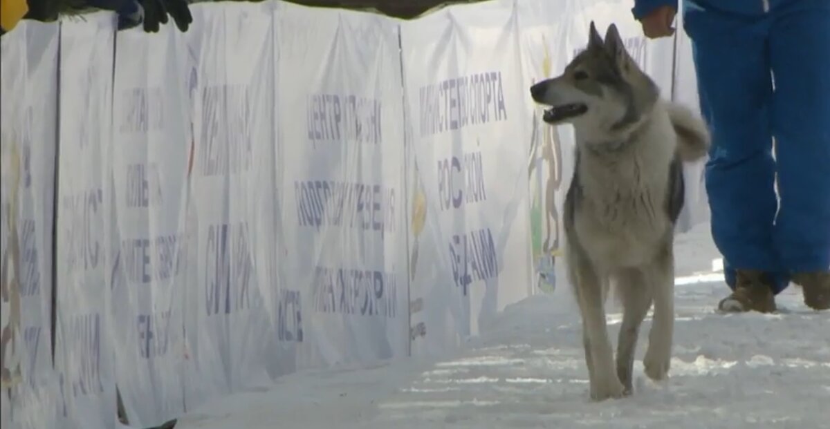 Собака давно понимала, что биатлон - это её судьба