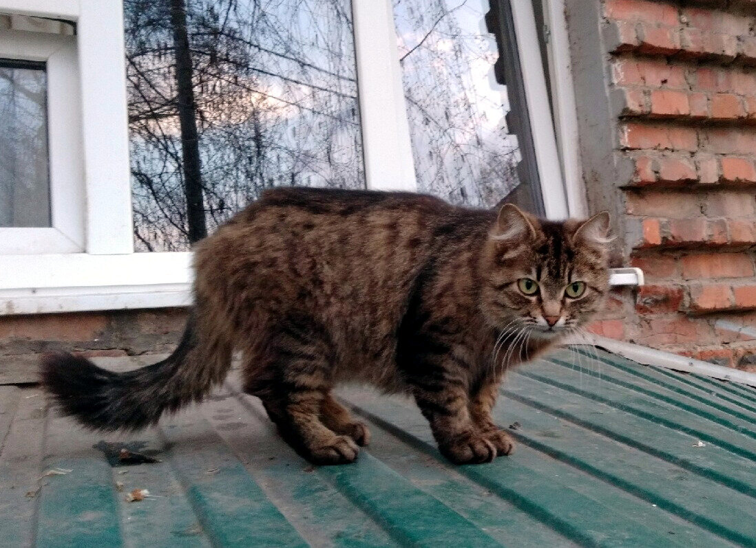 Котик в недоумении)