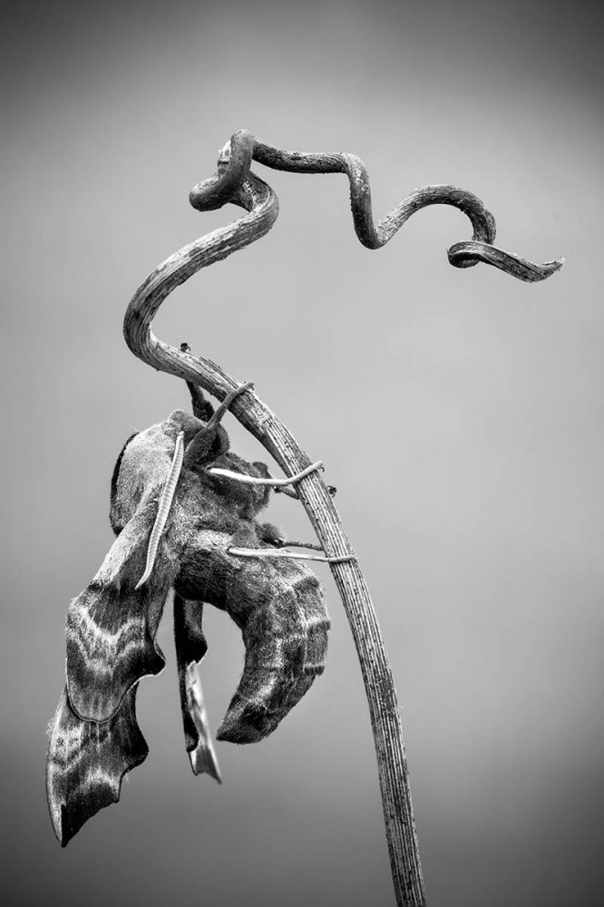 Petar Sabol (Хорватия) «Ночная бабочка». 1-е место в 13-м конкурсе Black & White. IGPOTY 2019